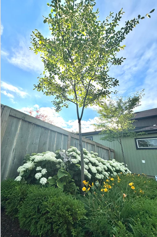 The First 3 Years: Essential Watering Guide for Newly Planted Trees in Hot Ontario Summers đł 1 Tree In Sun